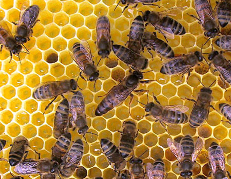 Van méz, csak rossz helyen? (2016. 11. 17.)