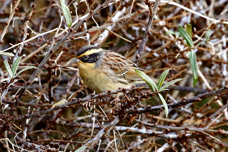Eltűntek az énekesmadarak (Hangoló 2017. 01. 26.)
