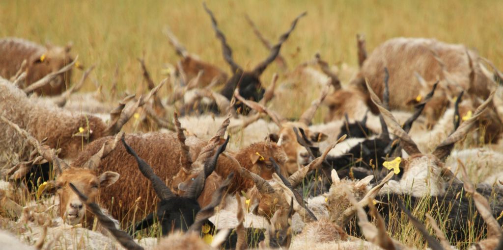 Elveszhet a magyar állattenyésztésben felhalmozott tudás. (Hangoló 2017. 02. 01.)