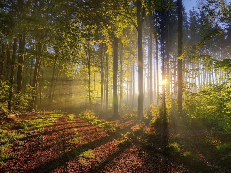 Terjeszkednek a magyar erdők (Hangoló 2017. 03. 23.)