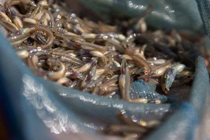 Új piacok nyíltak a magyar haltenyésztés előtt. (Hangoló 2017. 05. 16.)