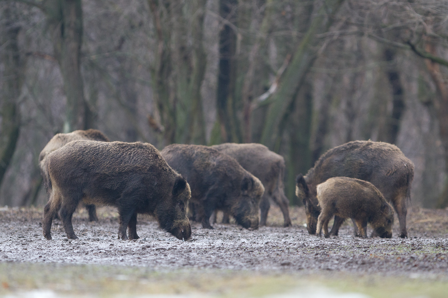 Rugalmasabb lett az új vadgazdálkodási rendszer. (Hangoló 2017. 05. 26)