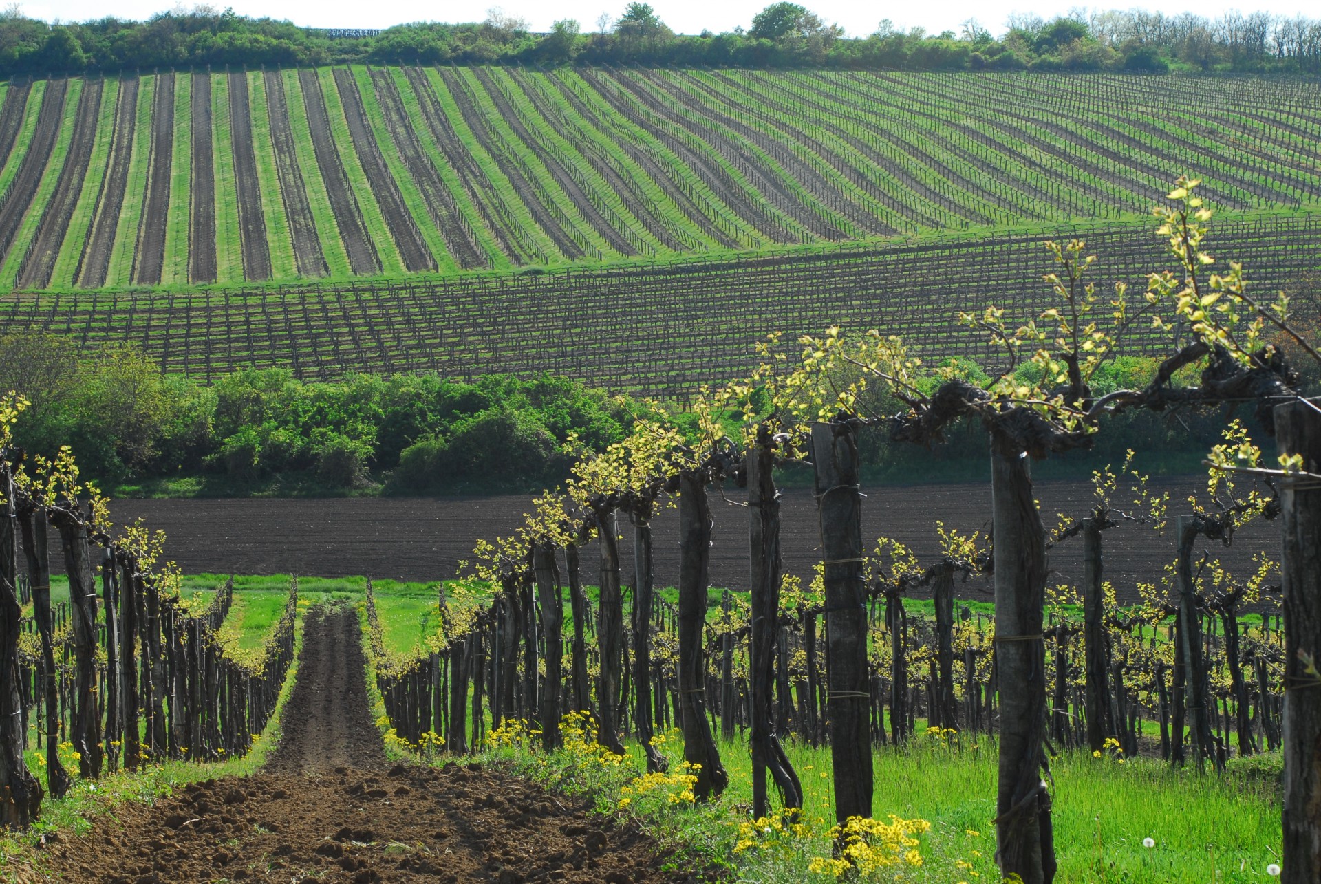 Kitörési pontokat keres Fejér megye (Hangoló 2017. 06. 01.)