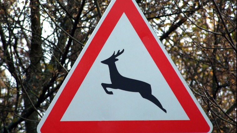 Már az autópálya építésekor "eldől" a szarvasgázolás? (Hangoló 2017. 06. 23.)