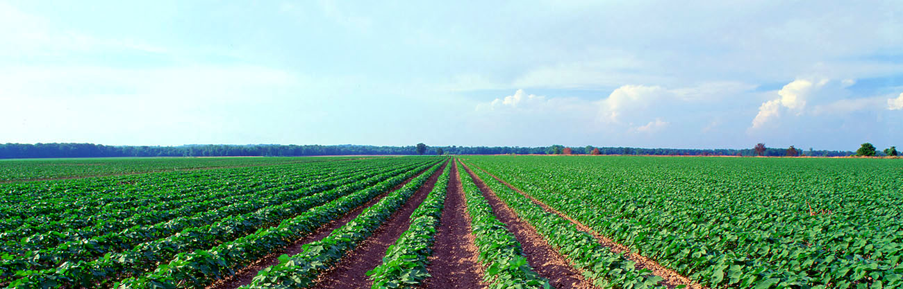 Vannak szabad kapacitások az agrárexportban (Hangoló 2017. 07. 07.)