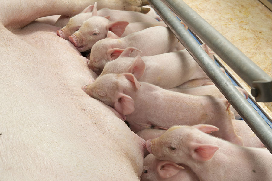 Emelkednek a felvásárlási árak, mégsem nő az állomány (Hangoló 2017. 07. 21.)