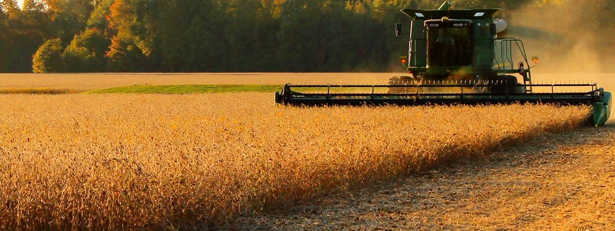 Több GMO mentes szóját termelnének Európában. (Hangoló 2017. 07. 18.)