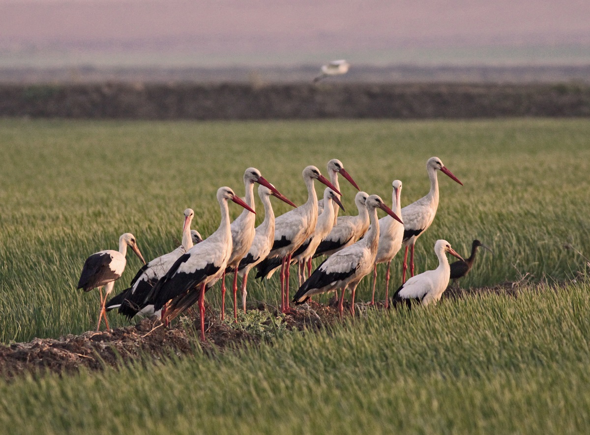 Készítik a gólyákat a vándorlásra (Hangoló 2017. 08. 16.)