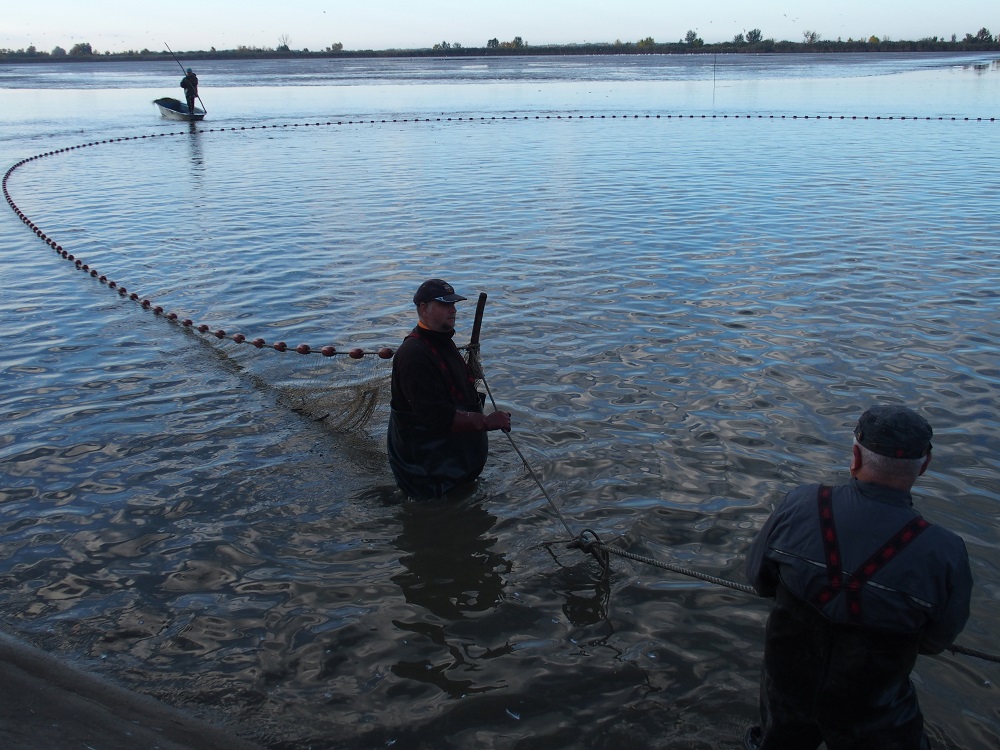 Nem pucolják már a halat... (Hangoló 2017. 12. 22.)