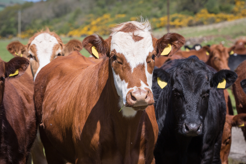 Nemzetközi szinten is tényező a magyar marhaágazat (Hangoló 2018. 02. 06.)