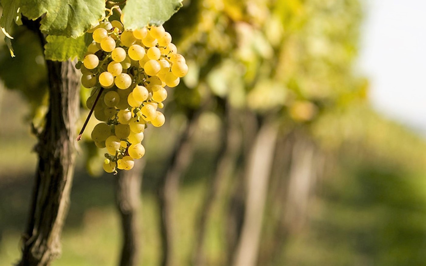 Nagy méretek, kézműves minőség (Hangoló 2018. 03. 22.)