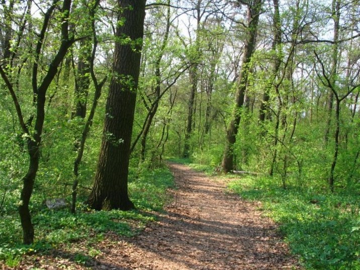 Új erdő születik a Határ úton (Spájz 2018. 04. 20.)