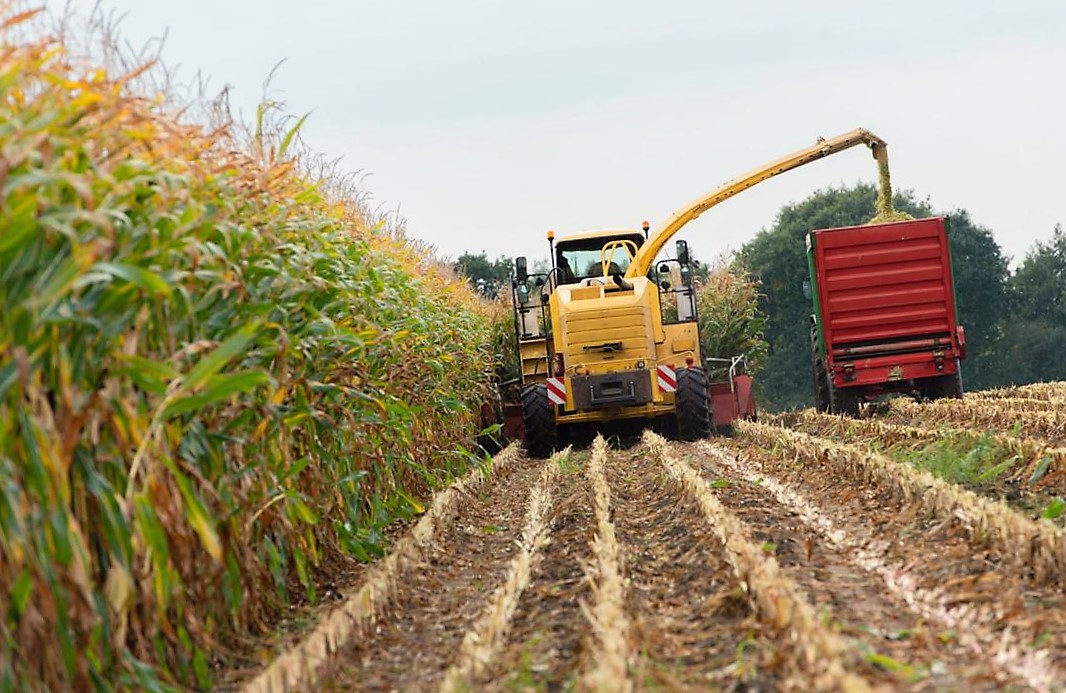 "A kukorica belépett a spekulatív körbe." (Hangoló 2018. 05. 25.)
