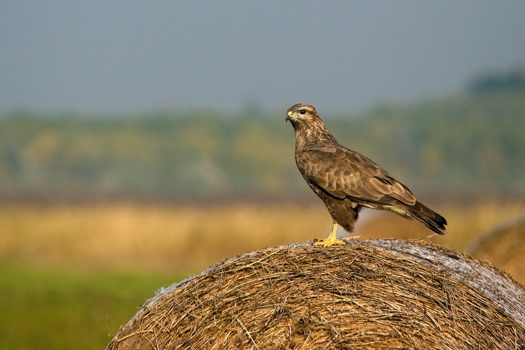 Nem (csak) a pocok szaporodik, hanem a ragadozók száma csökken (Hangoló 2018. 10. 26.)