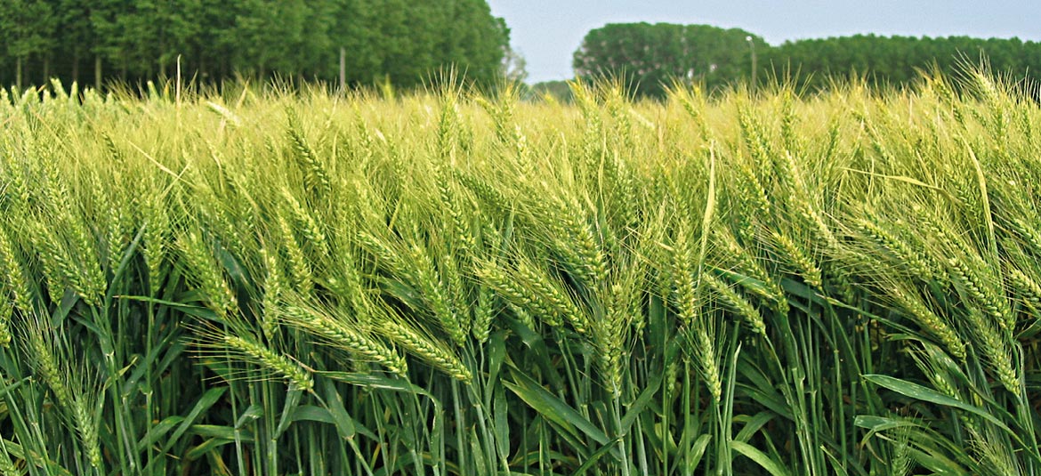 Éledeznek a „Hangyák” (Hangoló 2018. 11. 30.)