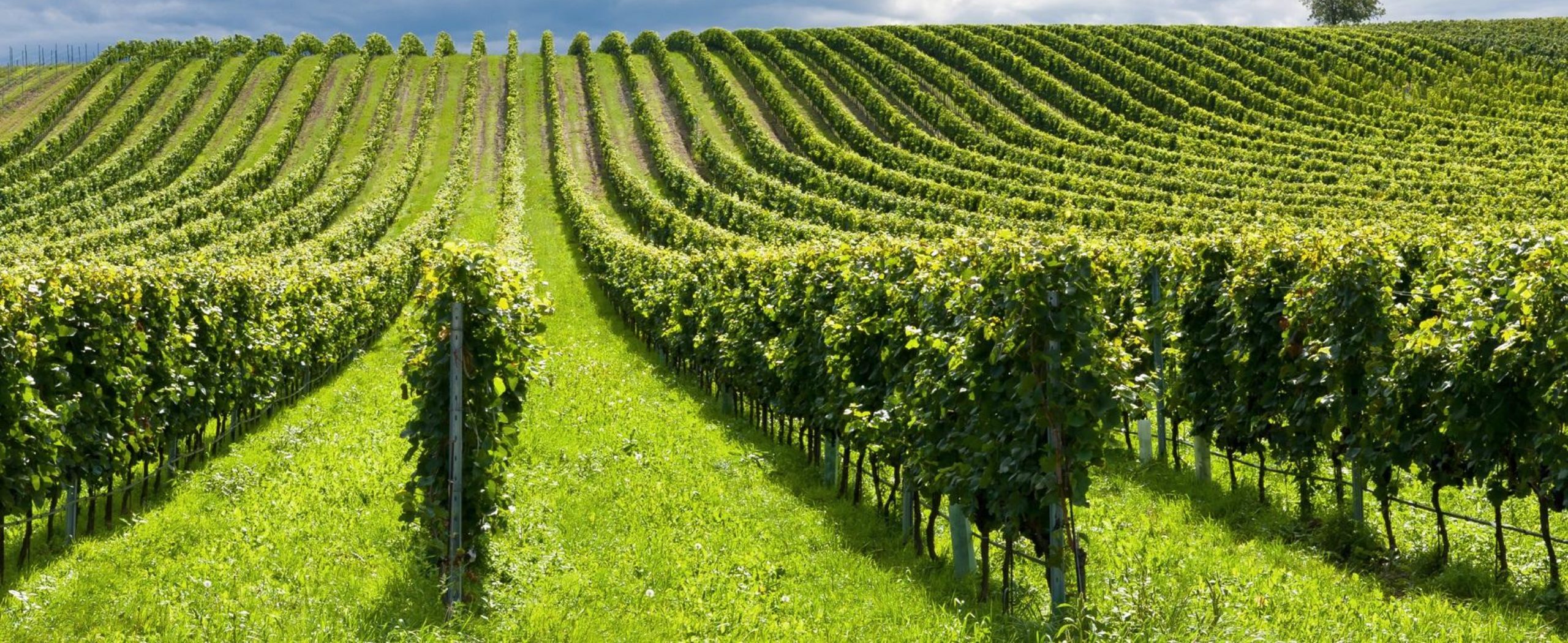 Késésben van az Európai Unió a Közös Agrárpolitikával. (Hangoló 2019. 02. 27.)