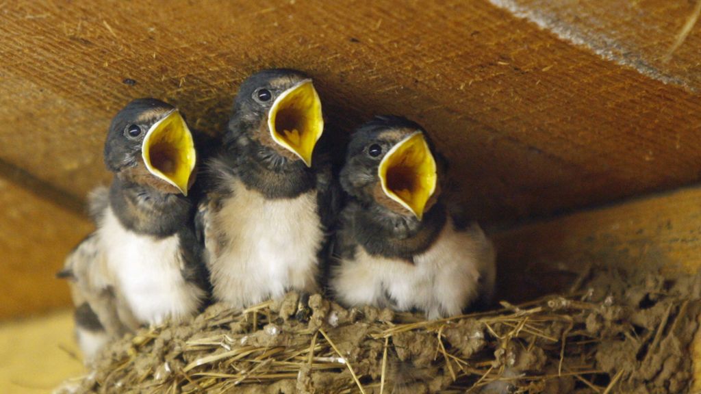 Drasztikusan csökken Magyarországon a fecskepopuláció. (Hangoló 2019. 03. 05.)