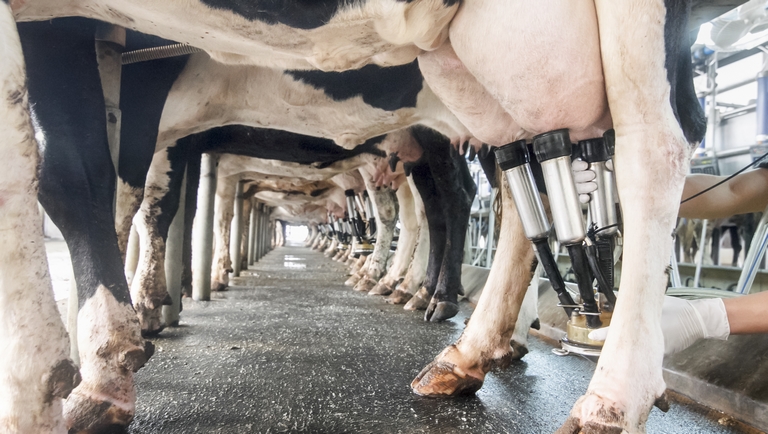 Tovább tiltakoznak a termelők a Szlovákiából behozott tej ellen (Hangoló 2019. 03. 25.)