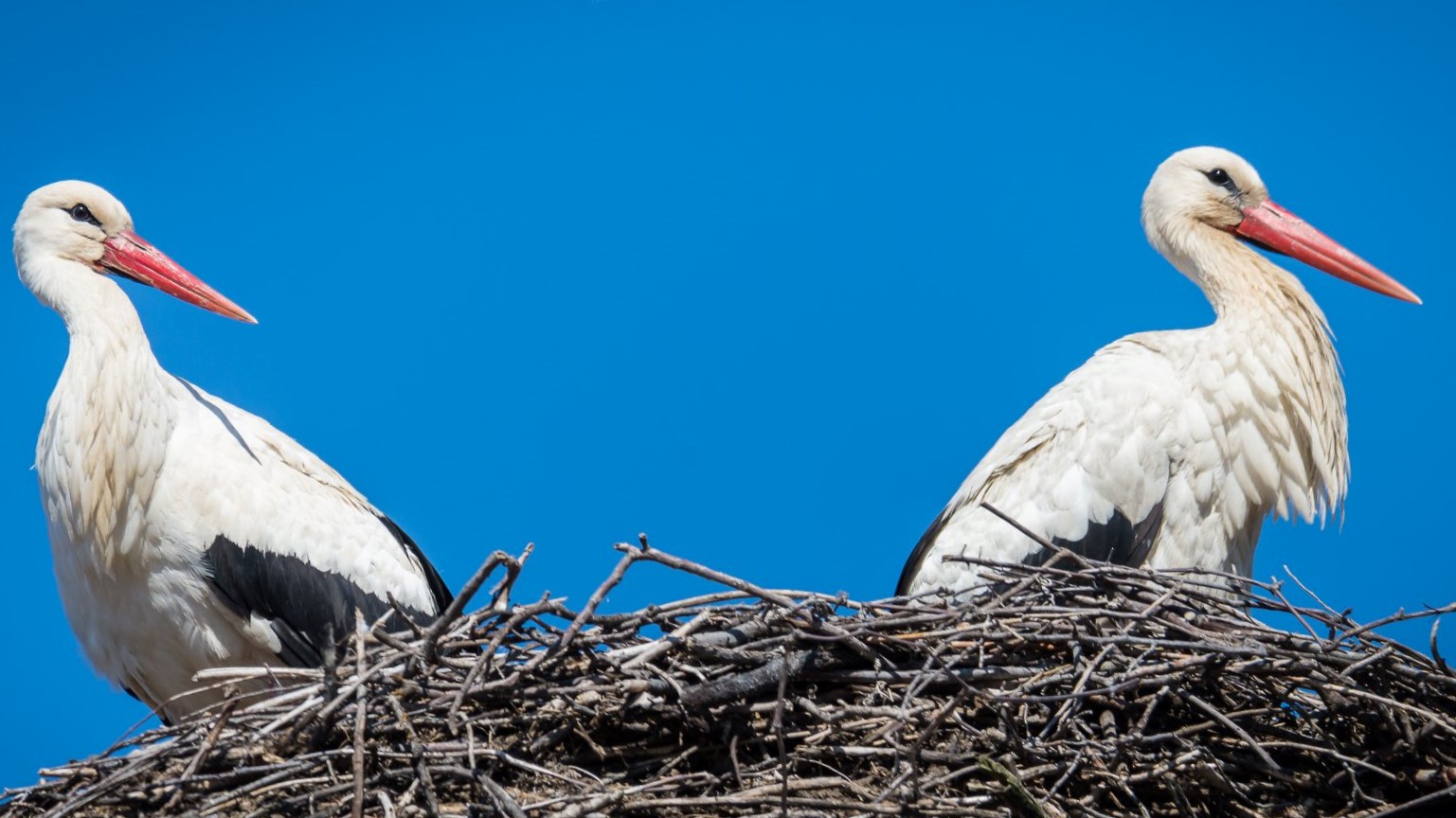 Egyre több gólya tölti a telet Magyarországon (Spájz 2019. 04. 01.)