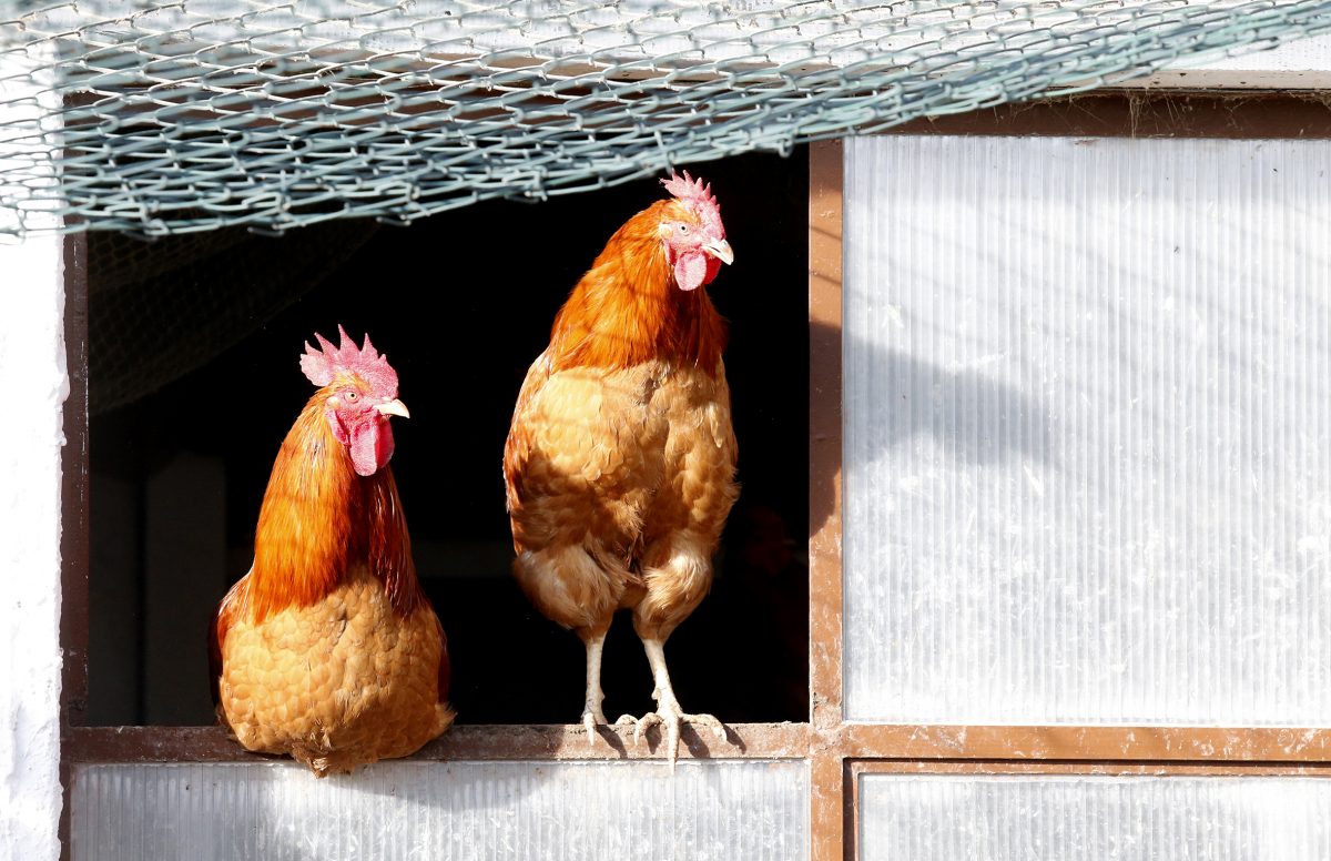 Politika vagy állatvédelem a ketreces tartás támadása? (Hangoló 2019.06.14.)