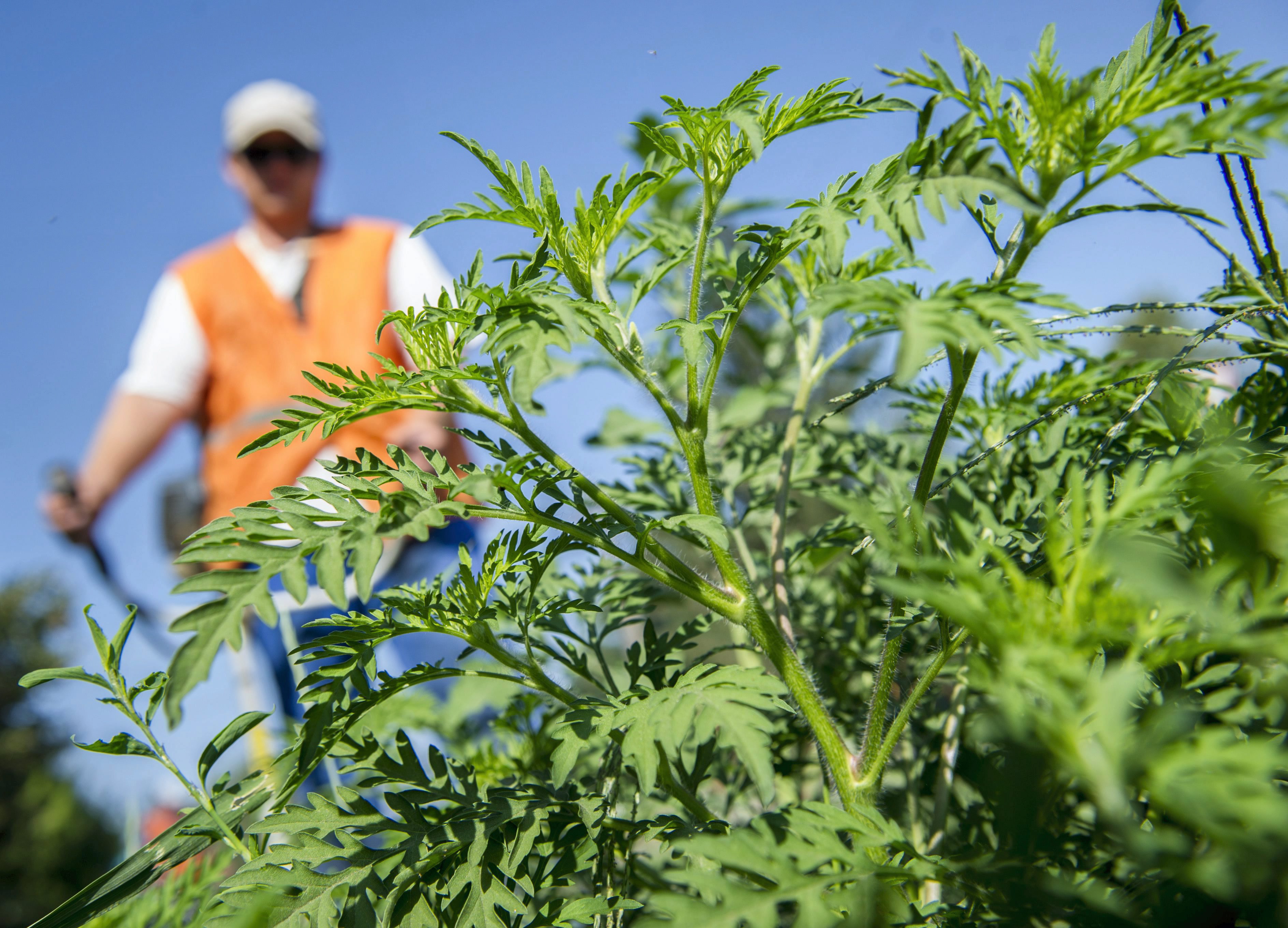 Sosincs vége a parlagfű szezonnak (Spájz – 2019.06.25)