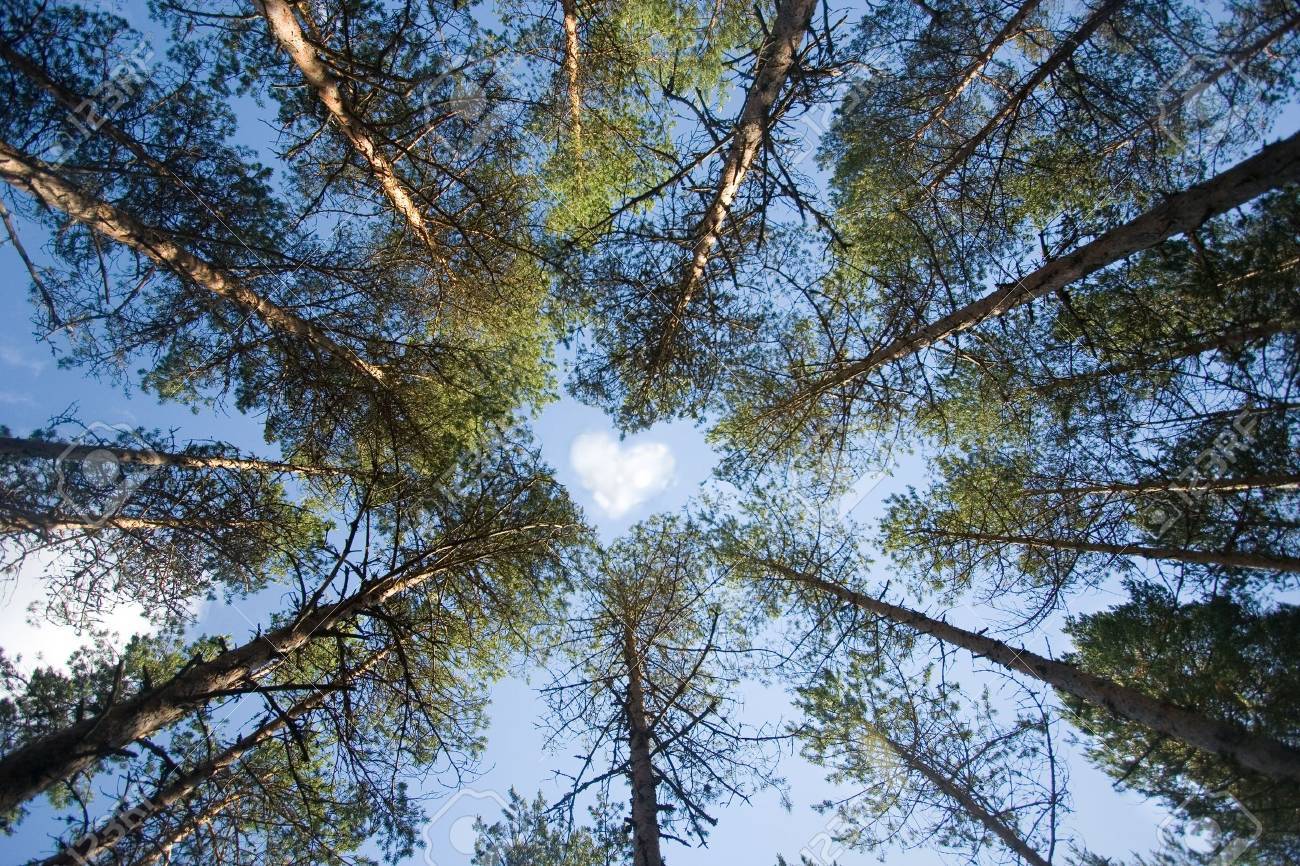 Nem a magyar erdőterületen múlik a klímavédelem (Hangoló 2019.08.07.)