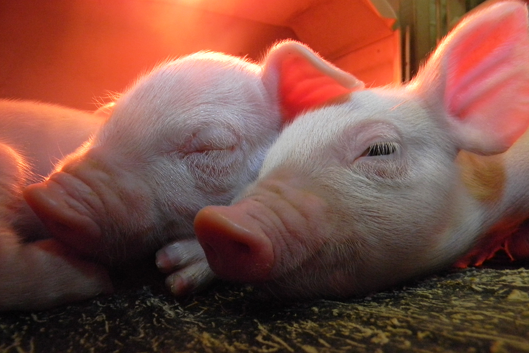 A húspultig ér a sertéspestis okozta költségnövekedés (Hangoló 2019.09.03.)