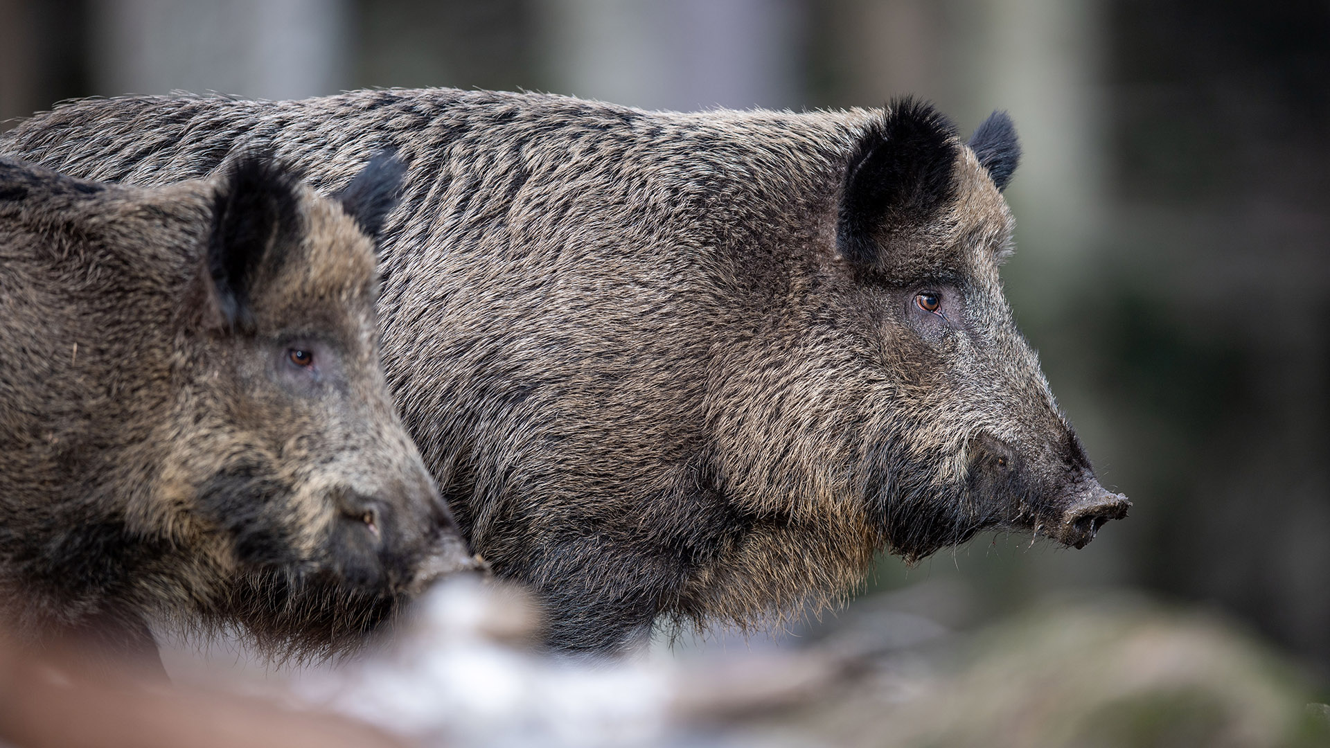 A házi állomány egyelőre nem fertőzött sertéspestissel (SPÁJZ 2019.10.02.)
