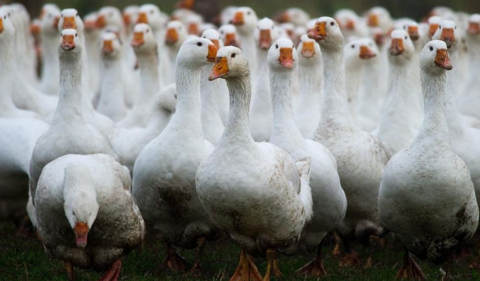 Márton naptól Márton napig élnek a libatartók (Hangoló 2019.11.12.)