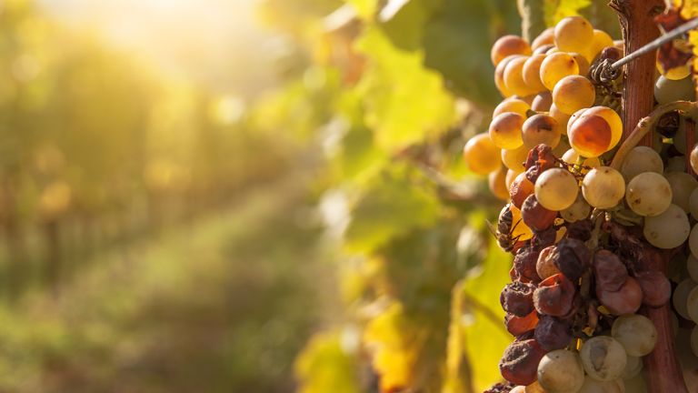 A közösség ereje hozta létre a legújabb tokaji fejlesztéseket is (Hangoló 2019.11.18.)