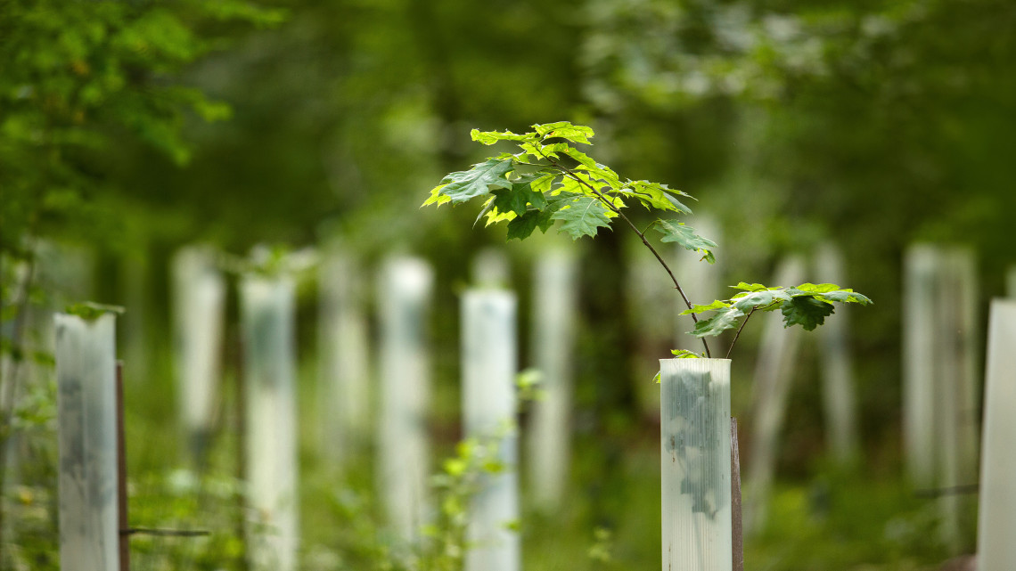 Újabb milliárdok erdőtelepítésre (Hangoló 2020.02.27.)