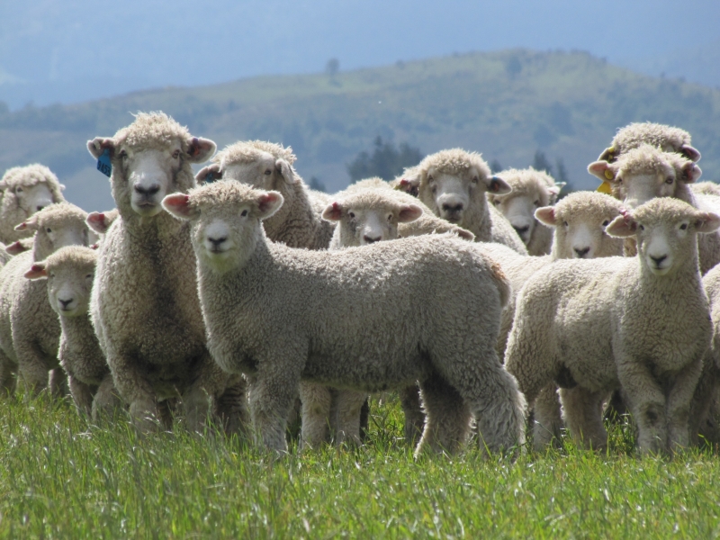 Folyamatos a juhszállítás Olaszországba (Hangoló 2020.04.06.)