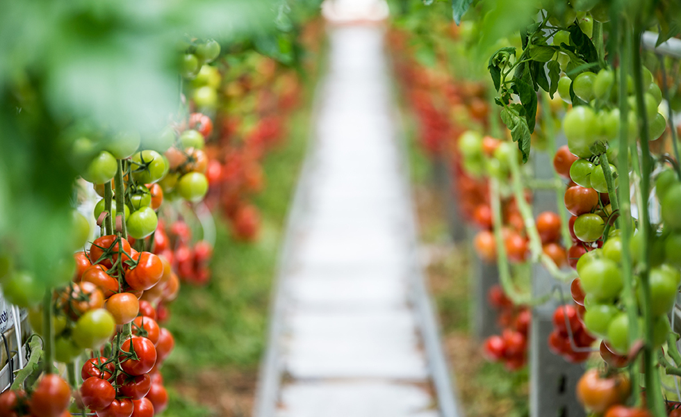 "Hazait a hazainak!" (Hangoló 2020.04.02.)