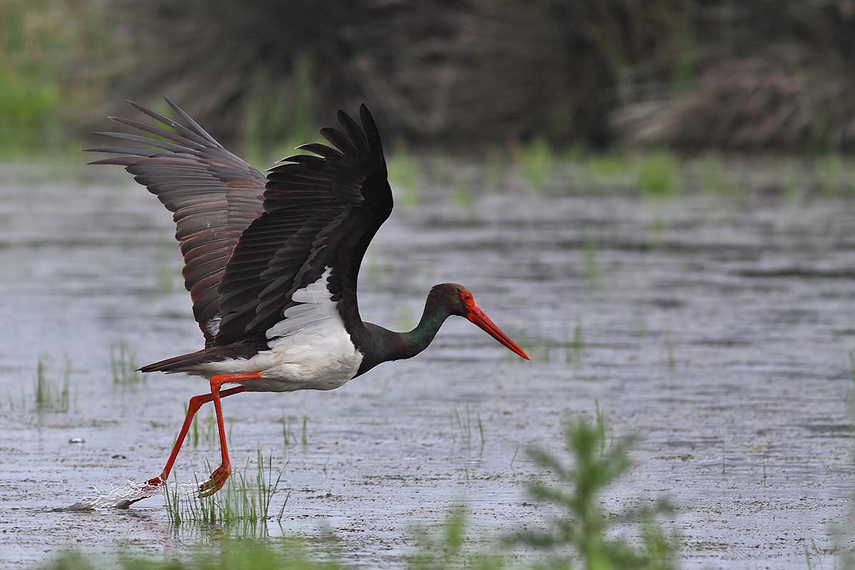 Megjelent a fekete gólya a Gödöllői-dombság erdeiben (Spájz 2020.05.25.)