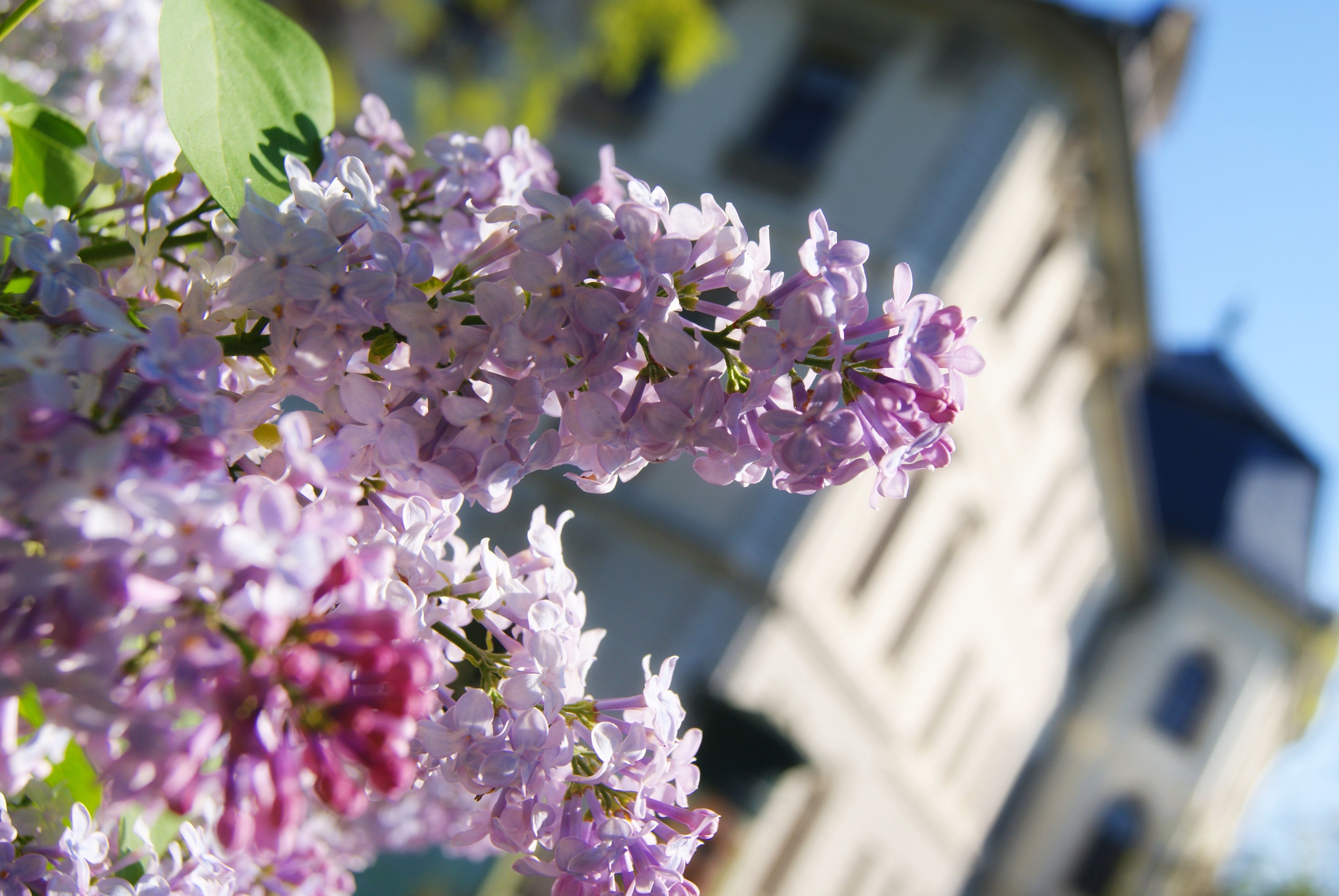 Idén is virágba borul Magyarország (Hangoló 2020.06.17.)