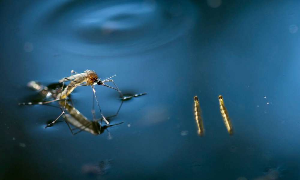 Folyamatosan gyérítik a szúnyogokat az országban (Spájz 2020.07.13.)