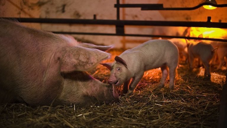 Szándékosan építi le az európai sertéstartást Brüsszel (Hangoló 2021. 11. 29.)