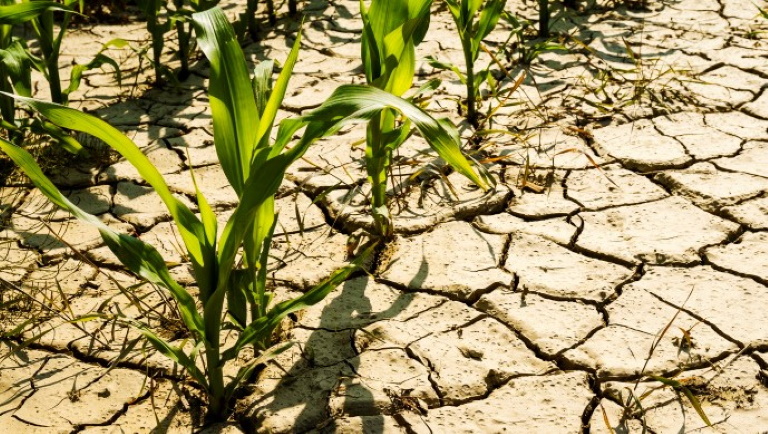 Az élelmiszerbiztonságunk múlik a radikális környezetvédelem elengedésén (Hangoló 2022.07.06.)