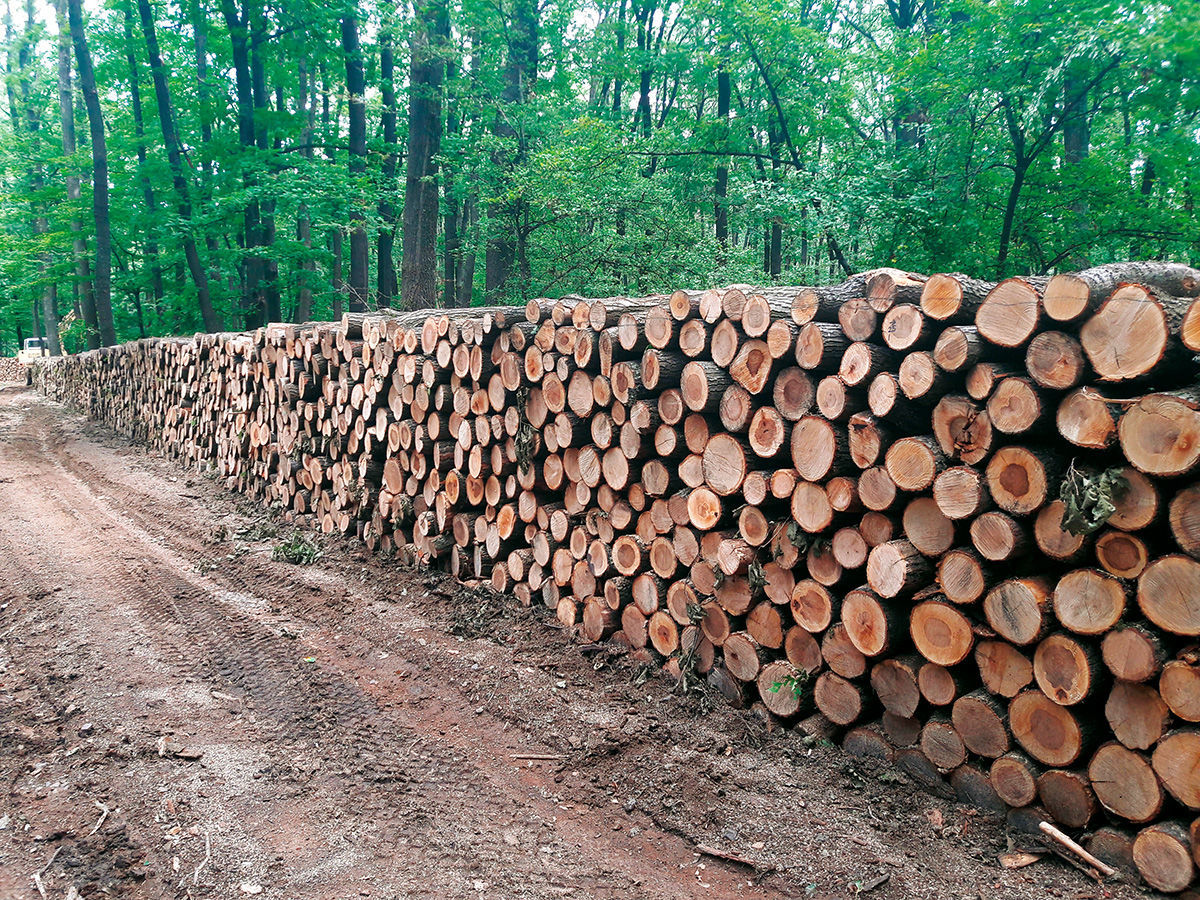 Fenntartható a magyar erdőgazdálkodás (HANGOLÓ 2022.08.09.)